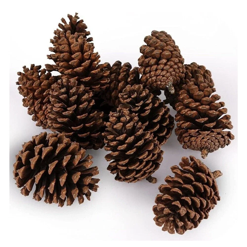 JOHOUSE 12 Large Natural Pine Cones, Pinecone Bowl Fillers (3.5